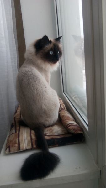 Поговорим о кошках 42