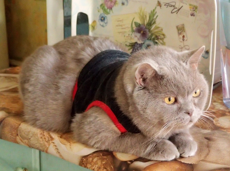 Поговорим о кошках 42