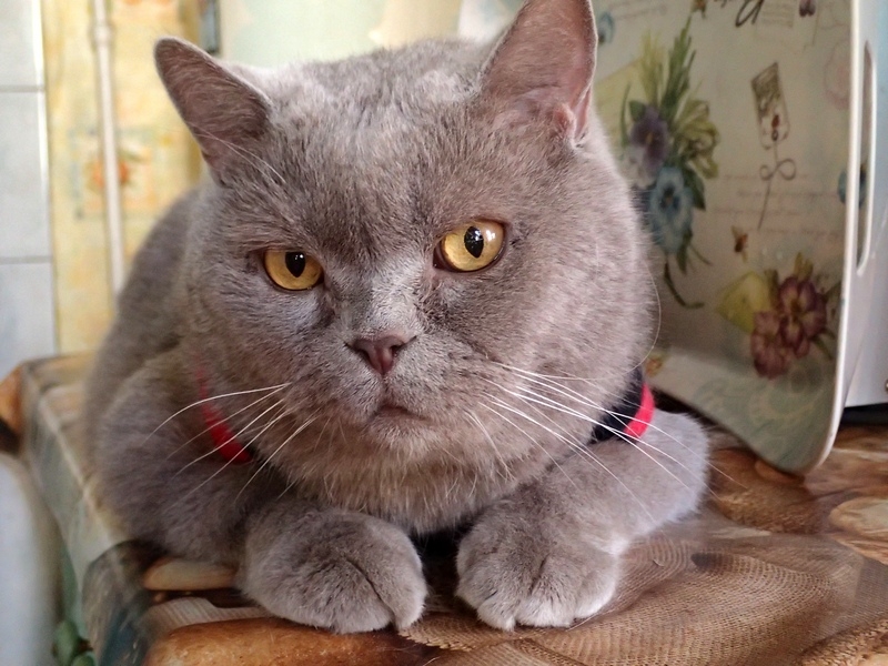 Поговорим о кошках 42