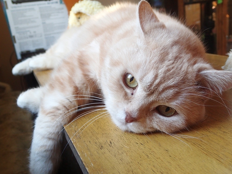 Поговорим о кошках 42