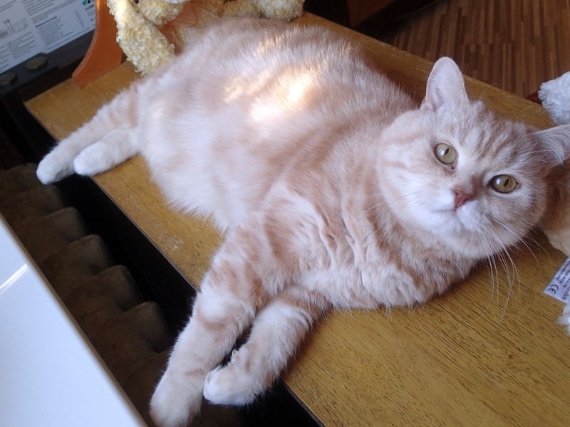 Поговорим о кошках 42