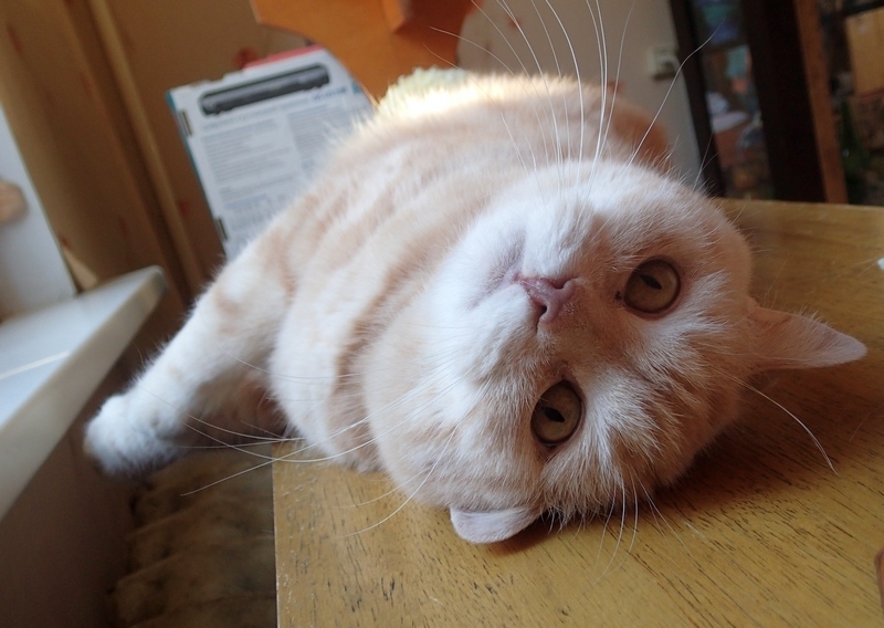 Поговорим о кошках 42