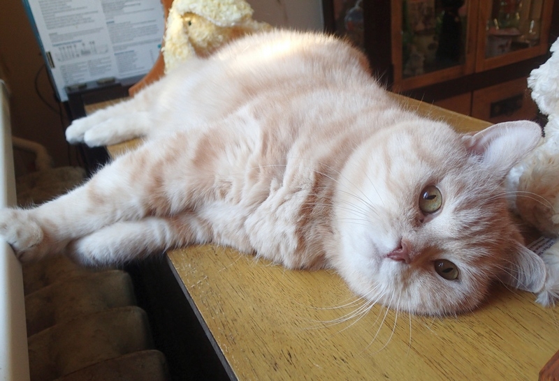 Поговорим о кошках 42