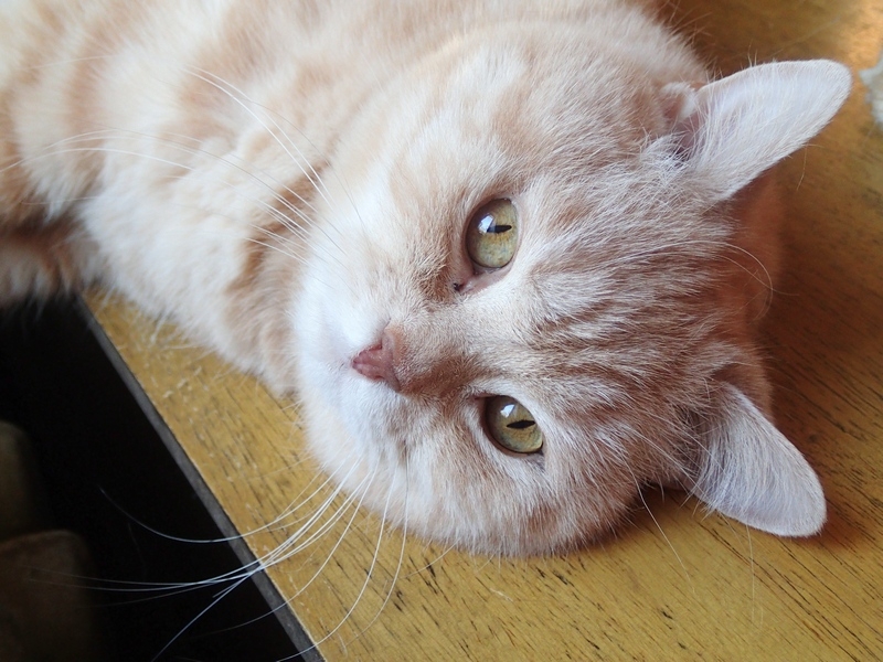 Поговорим о кошках 42