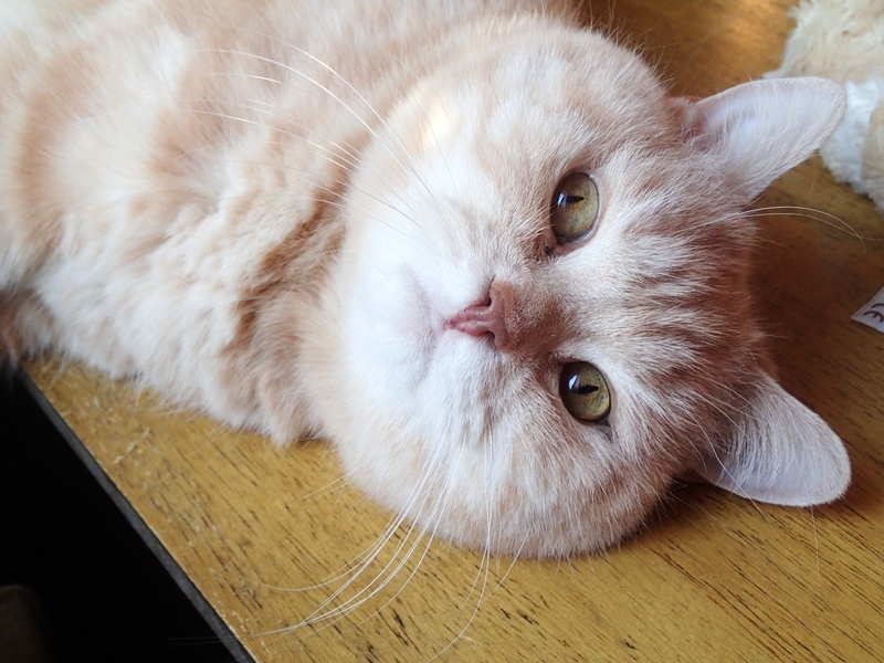 Поговорим о кошках 42