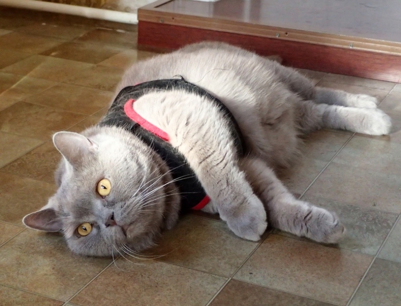 Поговорим о кошках 42