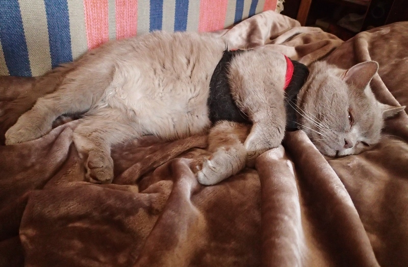 Поговорим о кошках 42