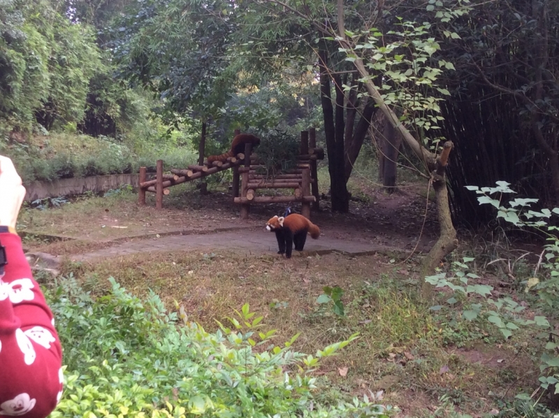 По краешку Китая. Ноябрь 2016