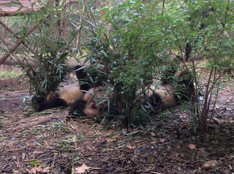 По краешку Китая. Ноябрь 2016