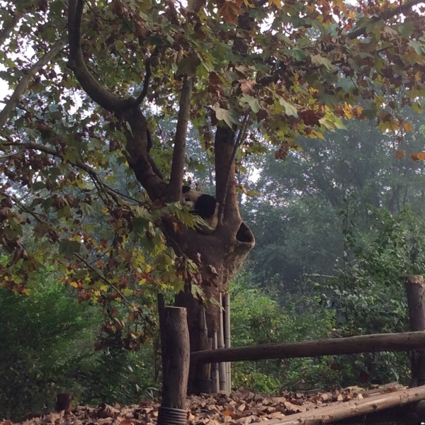 По краешку Китая. Ноябрь 2016