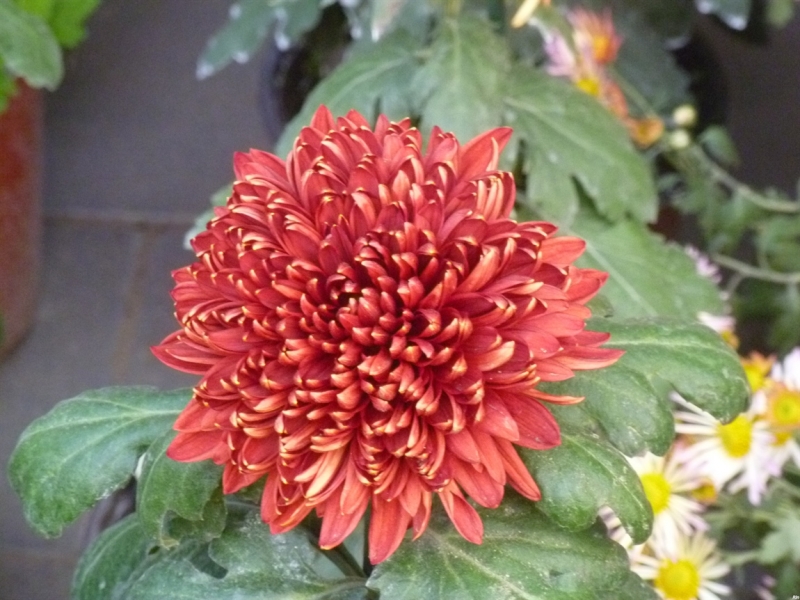 По краешку Китая. Ноябрь 2016