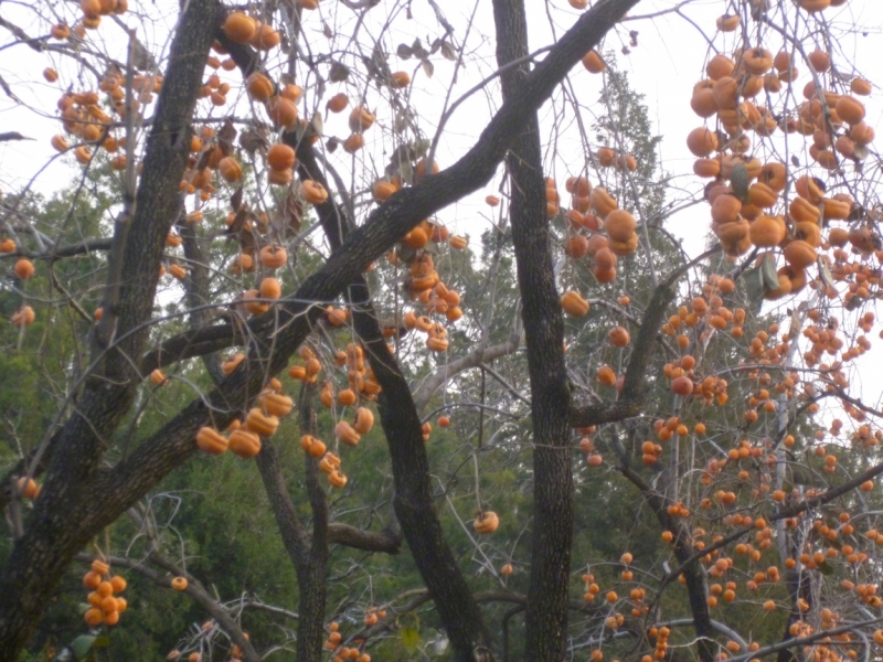 По краешку Китая. Ноябрь 2016