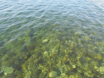 Отчет: Алупка, Южный Берег Крыма - [Август 2011]