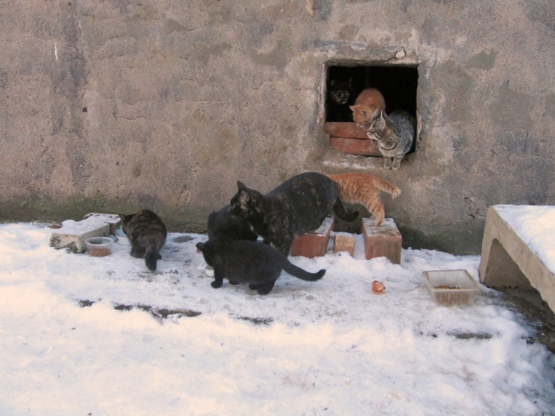 Поговорим о кошках 42