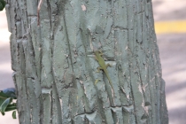 О воплощении мечты в реальность. Как это было...(+фото)