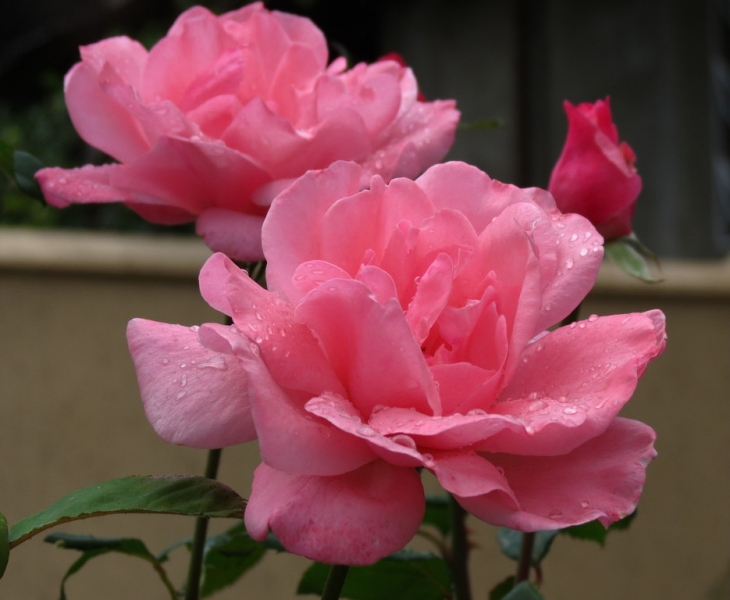 Поговорим о кошках 42