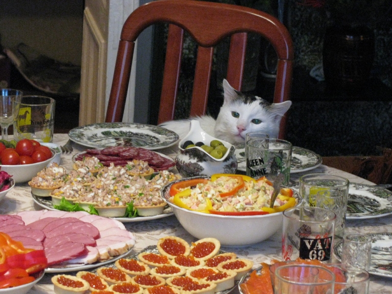 Поговорим о кошках 42