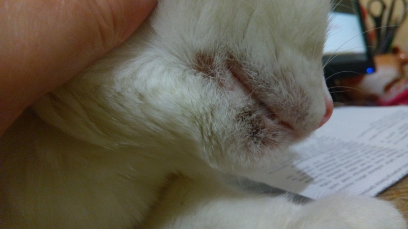 Поговорим о кошках 42