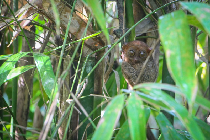 Филиппинский квест