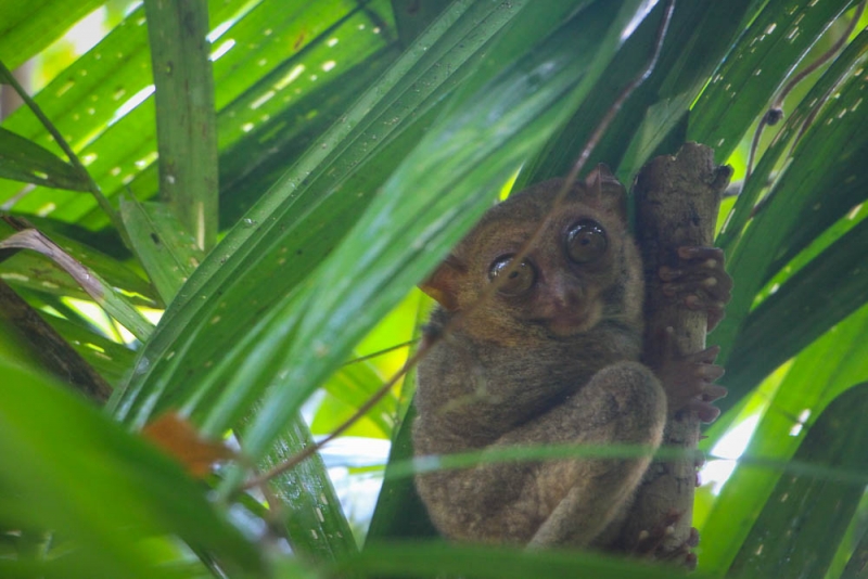 Филиппинский квест
