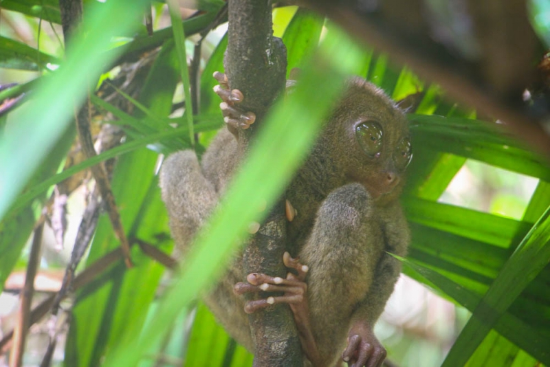 Филиппинский квест