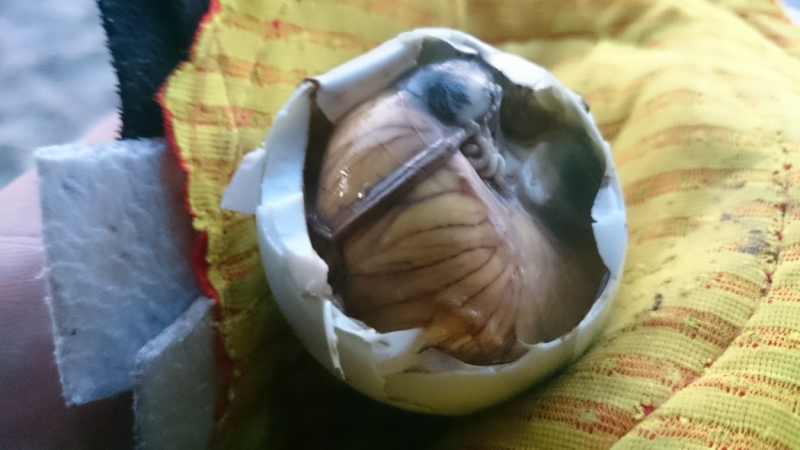 Филиппинский квест