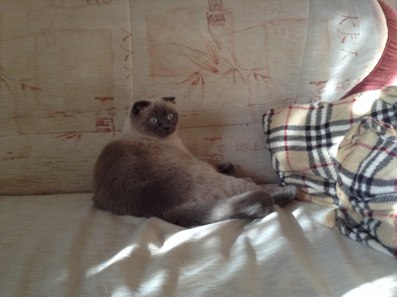 Поговорим о кошках 42