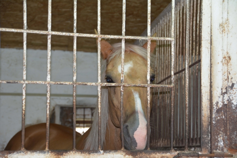 Сказ о том, как кубанские казаки покоряли Скандинавию.
