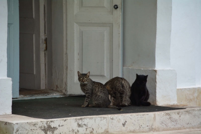 Сказ о том, как кубанские казаки покоряли Скандинавию.