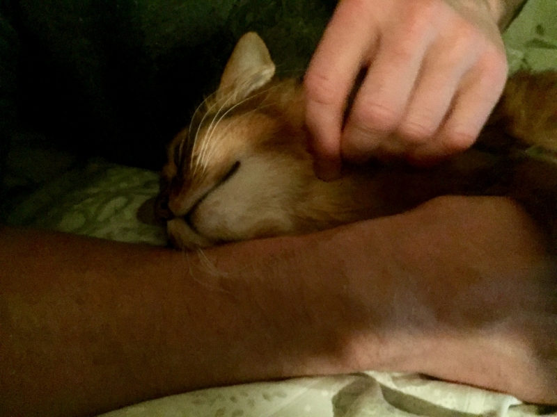 Поговорим о кошках 42