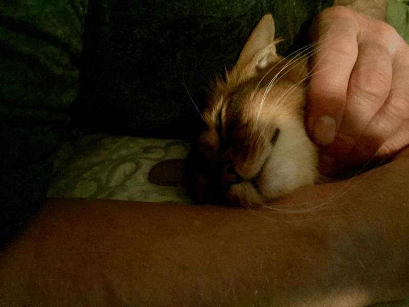 Поговорим о кошках 42