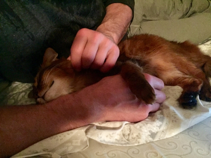 Поговорим о кошках 42