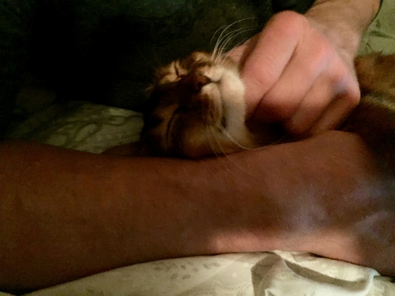 Поговорим о кошках 42