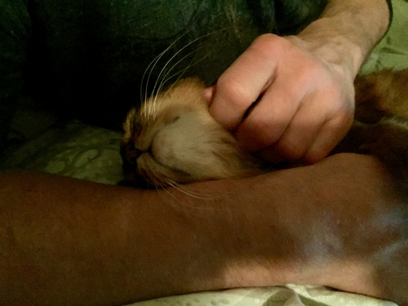 Поговорим о кошках 42