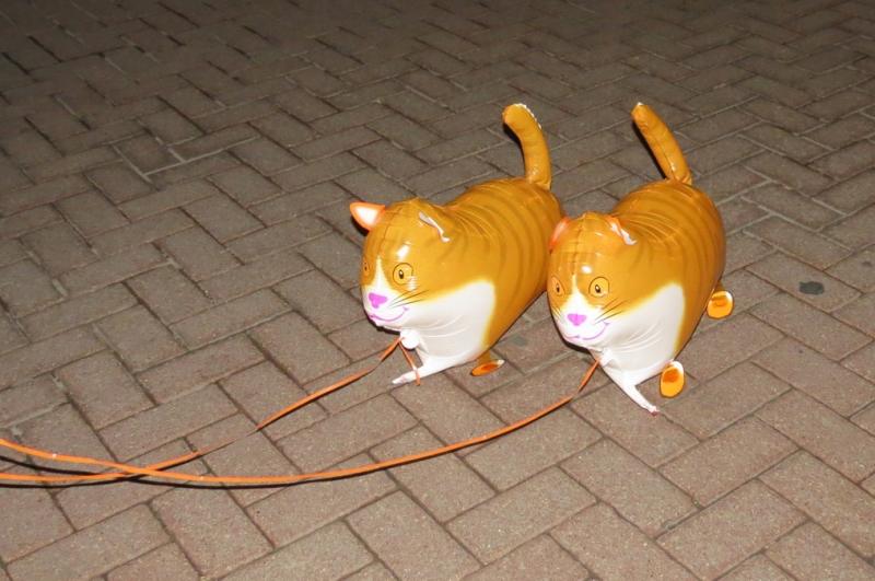 Поговорим о кошках 42