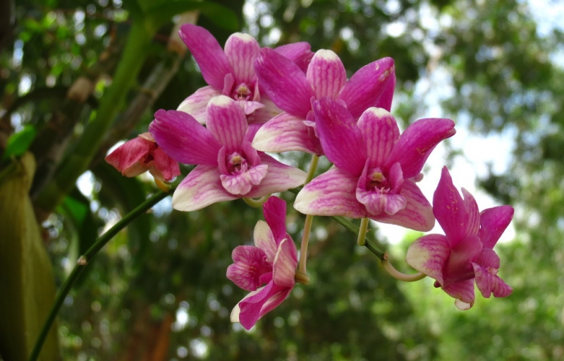 Поговорим о кошках 42