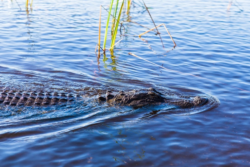 Новогодние Карибы 2017, или, два кольца, три бойца, а посередине - HAL Nieuw Amsterdam