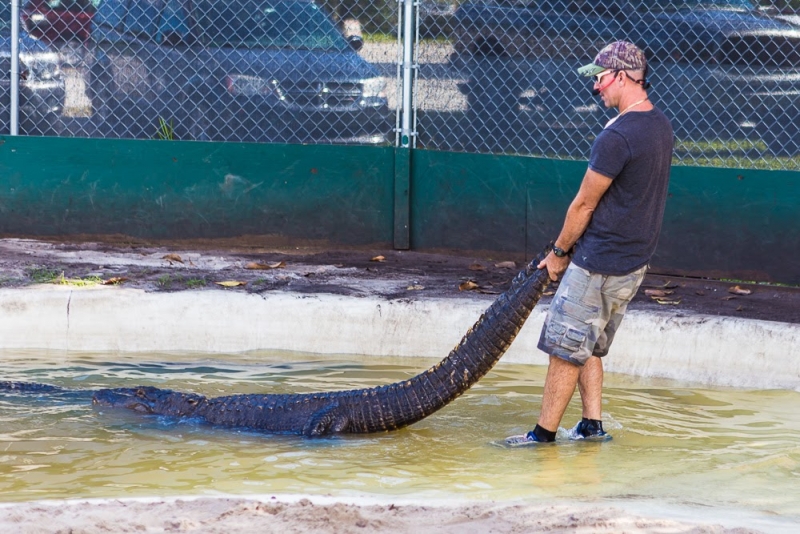Новогодние Карибы 2017, или, два кольца, три бойца, а посередине - HAL Nieuw Amsterdam