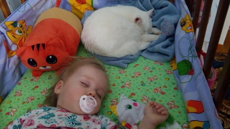 Поговорим о кошках 42