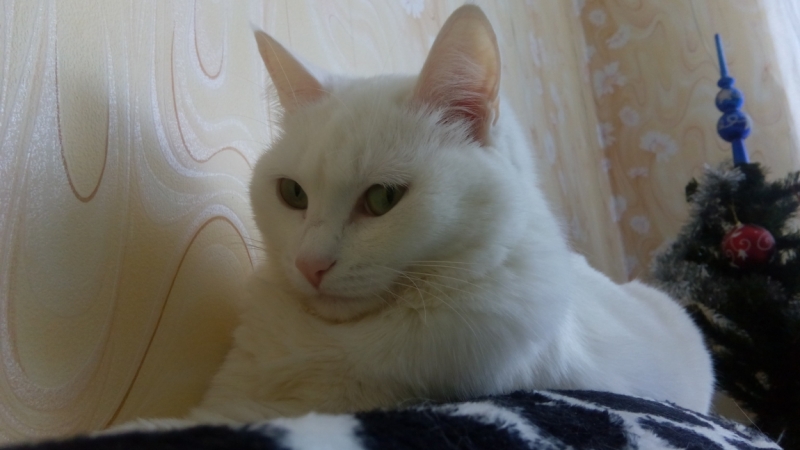 Поговорим о кошках 42