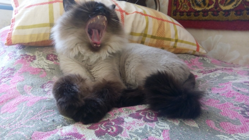 Поговорим о кошках 42