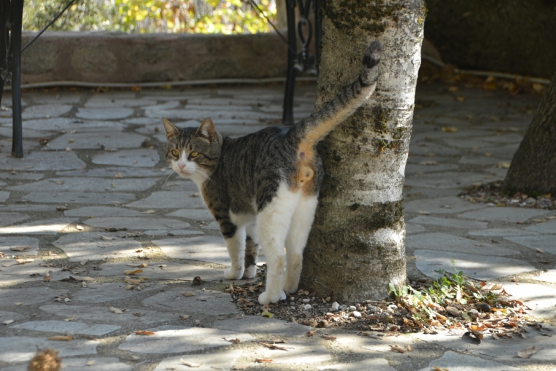Афины третий раз, плюс окрестности. Немного Метеор.