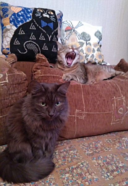 Поговорим о кошках 42