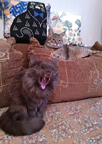 Поговорим о кошках 42