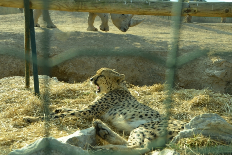 Афины третий раз, плюс окрестности. Немного Метеор.