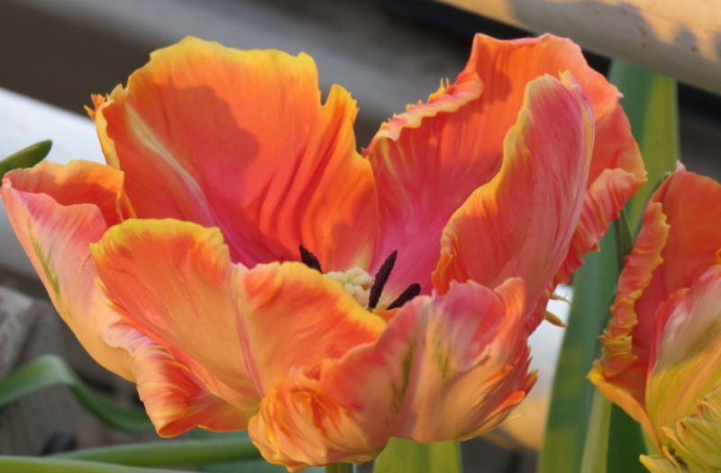 Поговорим о кошках 42