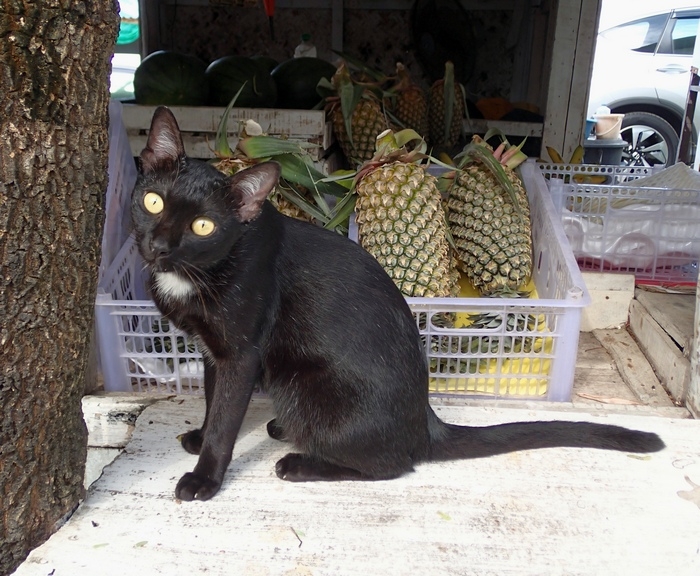 Поговорим о кошках 42