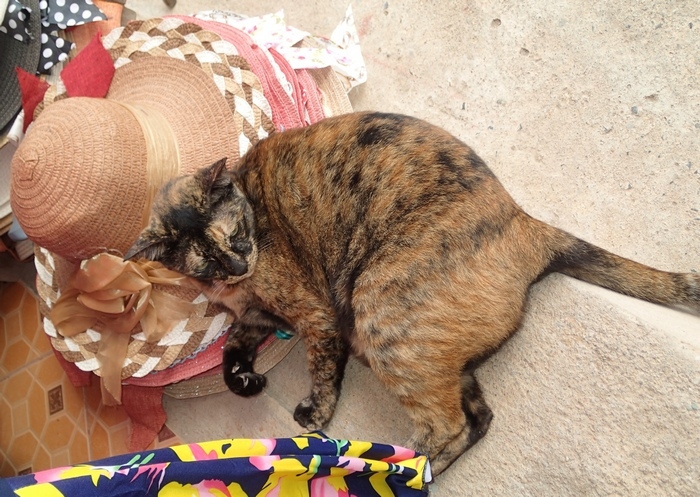 Поговорим о кошках 42