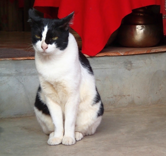 Поговорим о кошках 42