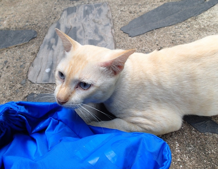 Поговорим о кошках 42